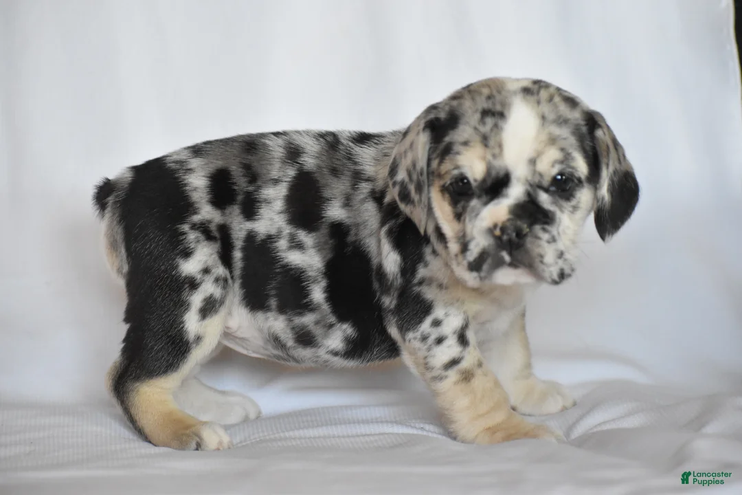 Beabull dogs for sale: Destiny - Ad 2