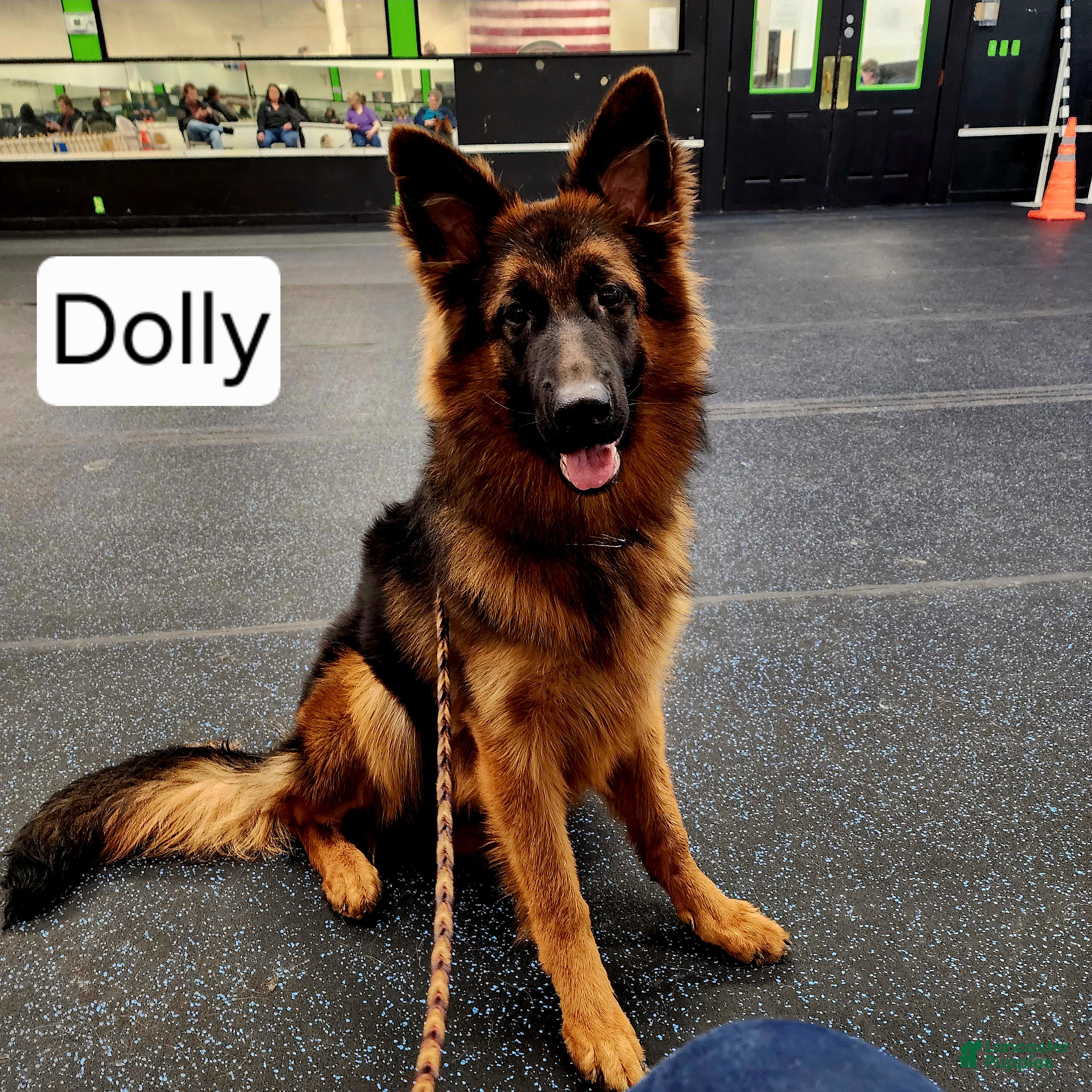 German Shepherd dogs German Shepherd 3 - Ad 39