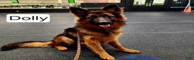 German Shepherd 3