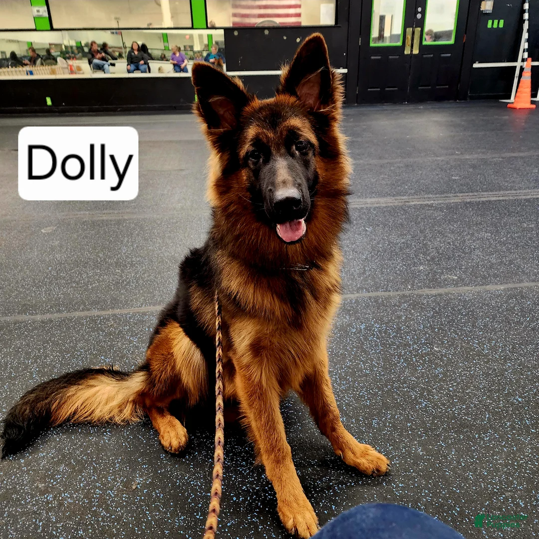 German Shepherd dogs for sale: German Shepherd 3 - Ad 1