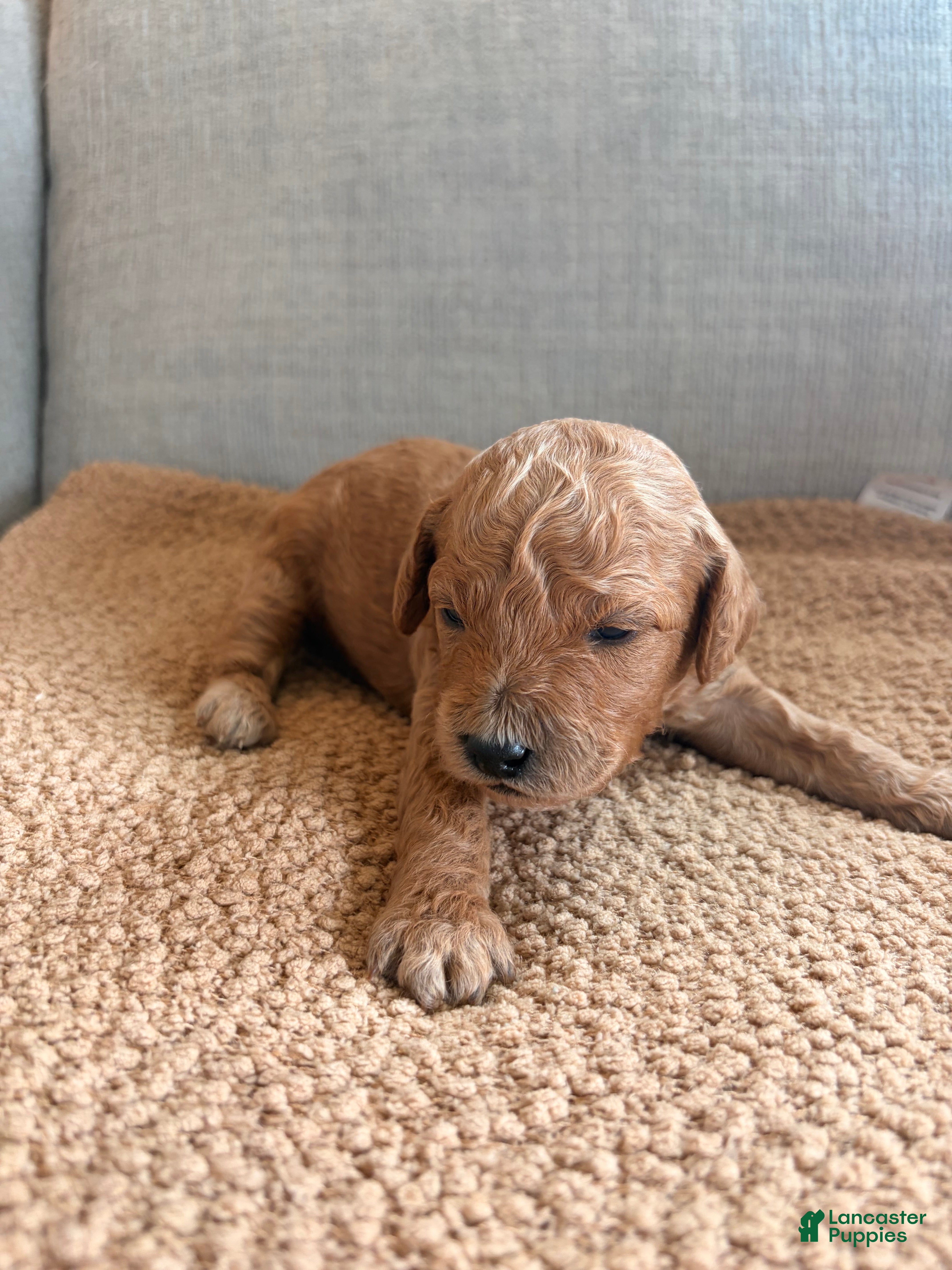 Mini Goldendoodle dogs Rusty - Ad 13