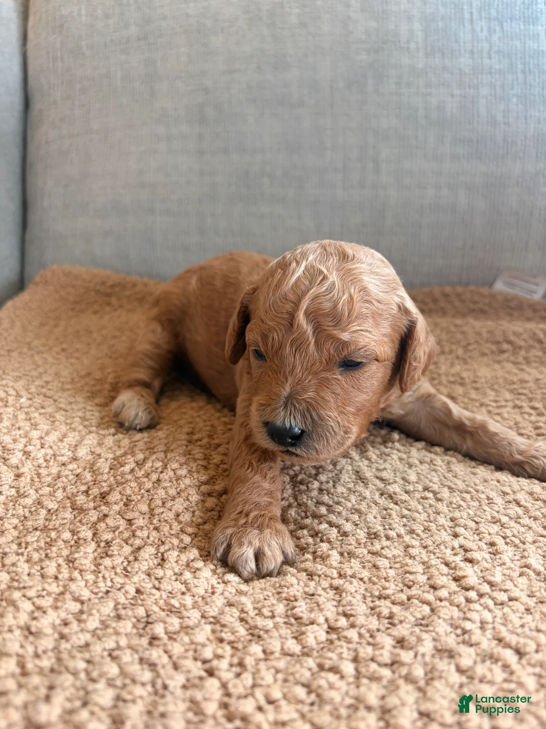 Mini Goldendoodle dogs for sale: Rusty - Ad 1