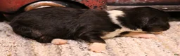 Toy Australian Shepherd dogs for sale: Izzy black tri f - Ad 2