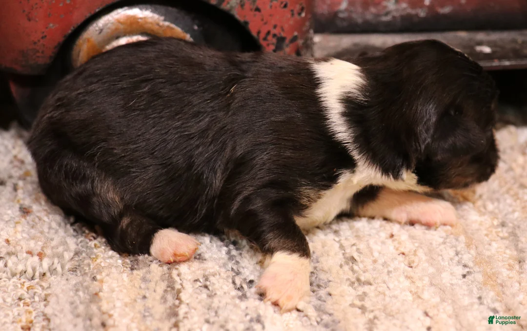 Toy Australian Shepherd dogs for sale: Izzy black tri f - Ad 2