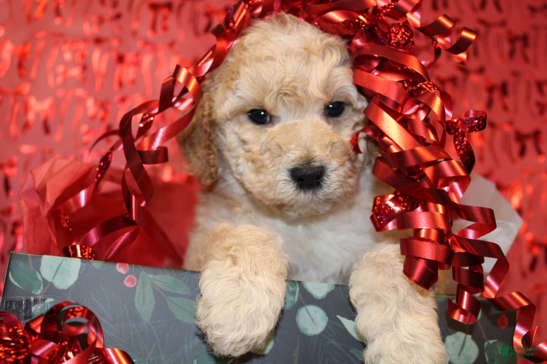 Miniature Poodle dogs for sale: Monty - Ad 13