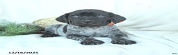 German Shorthaired Pointer dogs for sale: Dexter - Ad 4
