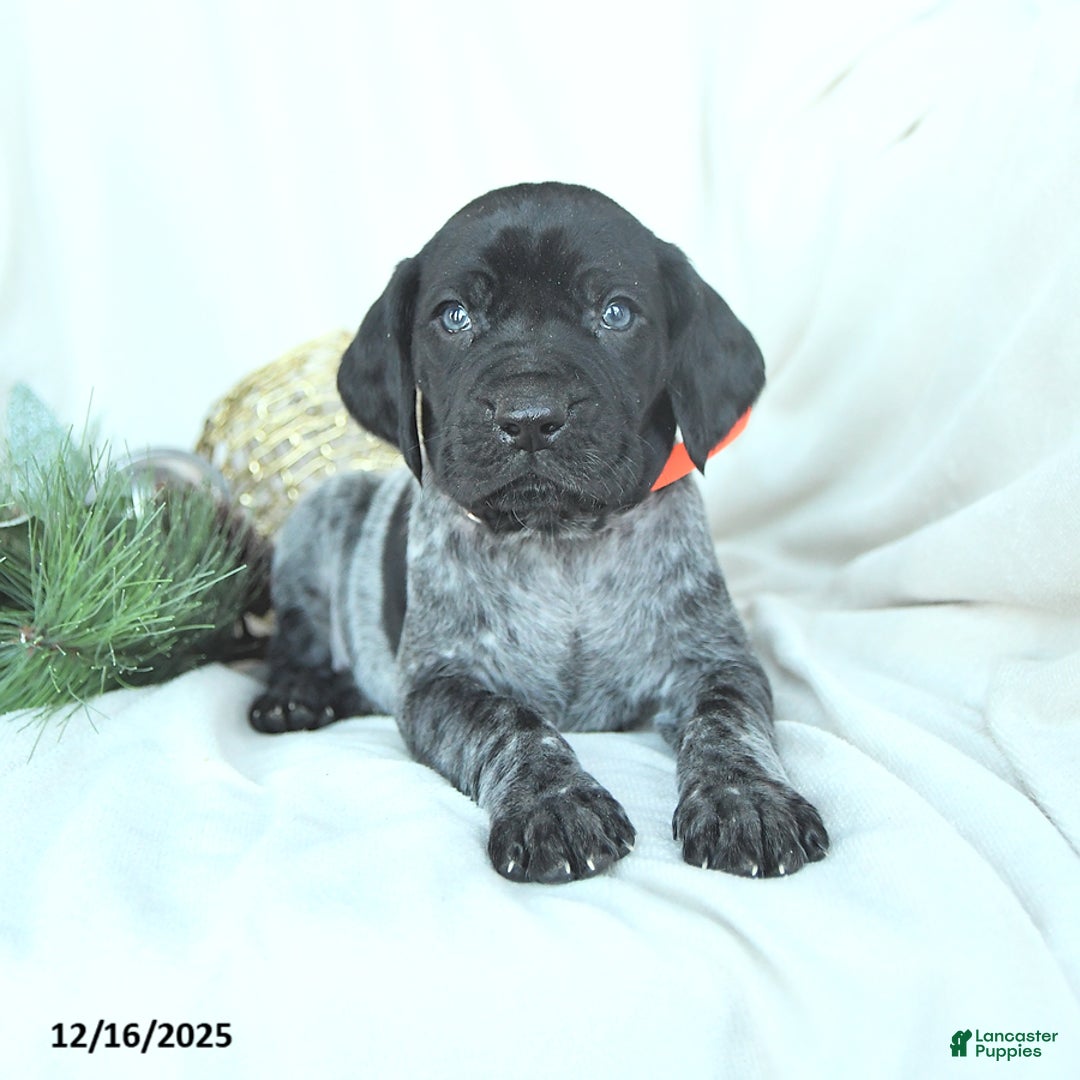 German Shorthaired Pointer dogs for sale: Dexter - Ad 4