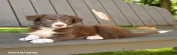 Border Collie dogs for sale: Maverick - Ad 4