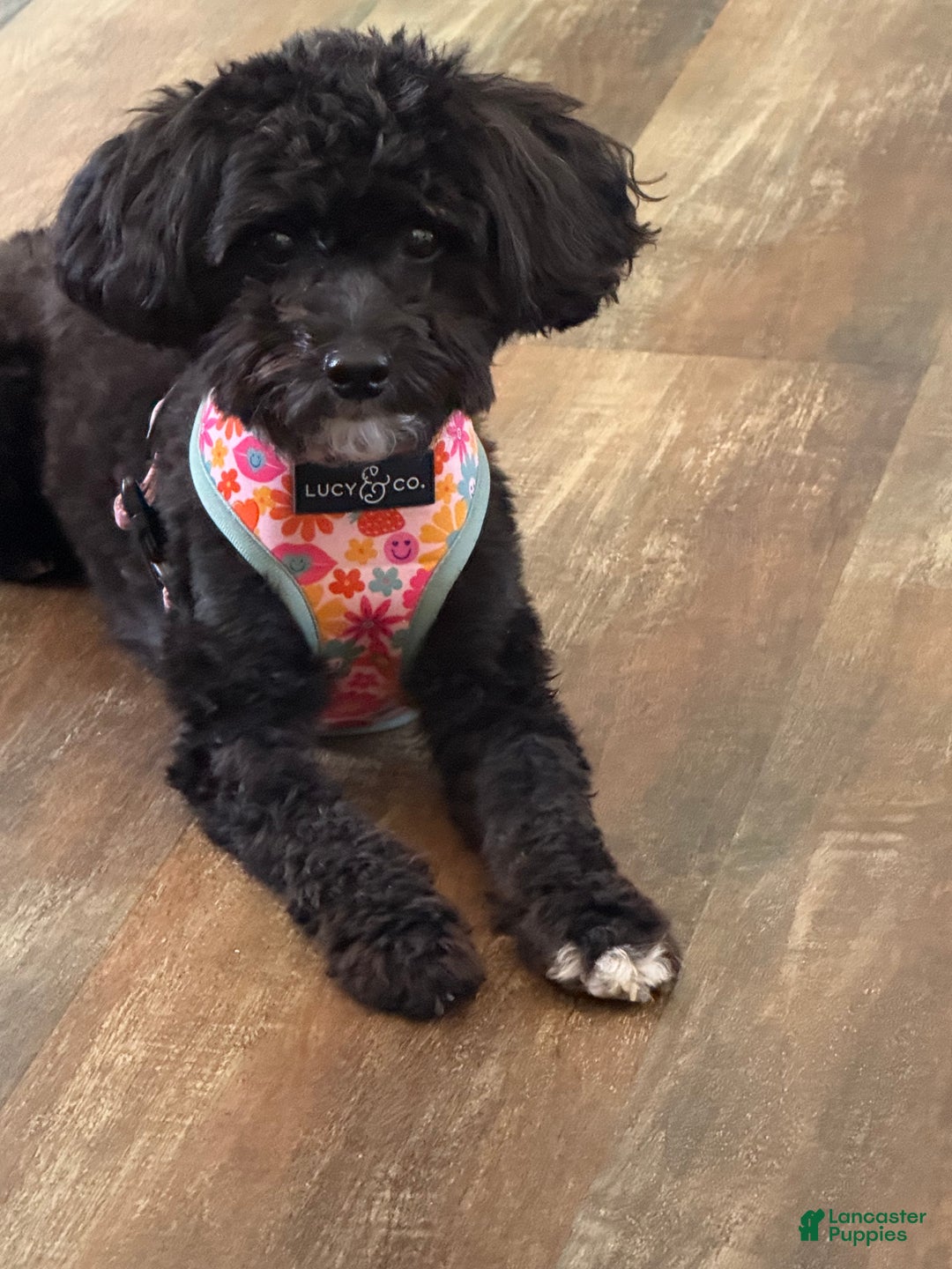 Pomapoo dogs for sale: Bandit - Ad 9