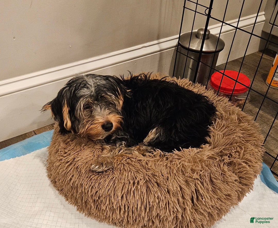 Yorkshire Terrier dogs for sale: Yorkshire Terrier Puppy 1 - Ad 1
