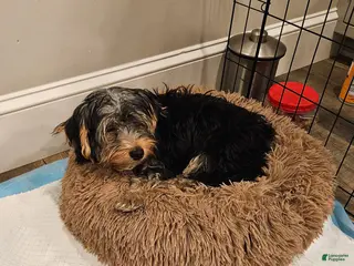 Yorkshire Terrier dogs Yorkshire Terrier Puppy 1 - Ad 9