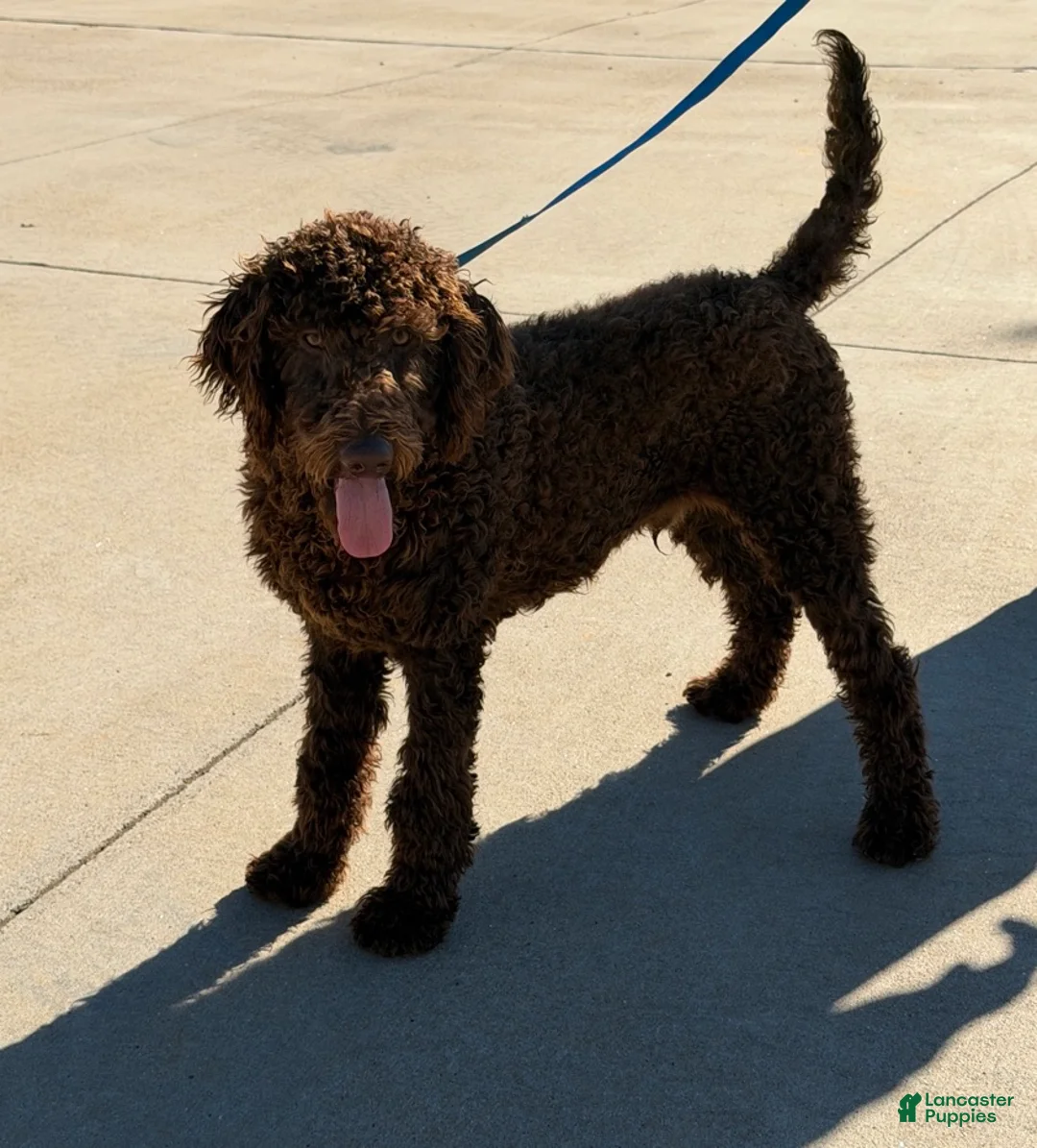 Labradoodle dogs for sale: Hershey - Ad 3