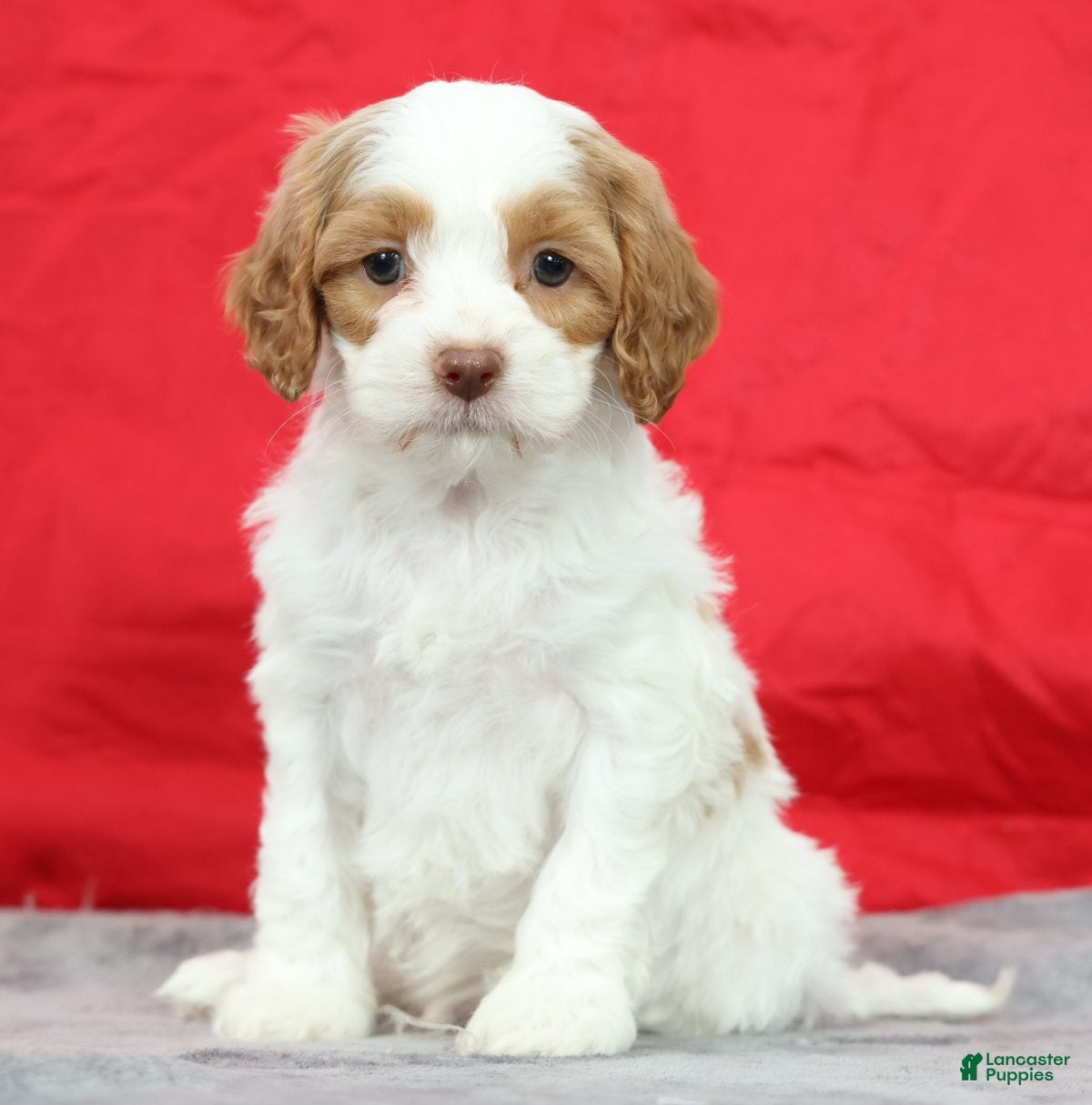 Cavapoo dogs Clint - Ad 2
