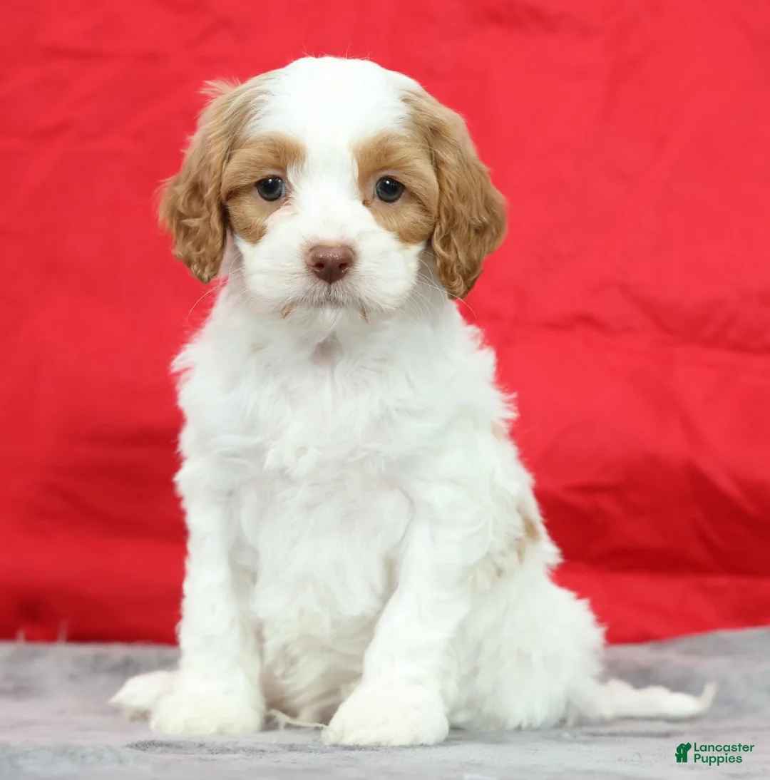 Cavapoo dogs for sale: Clint - Ad 2