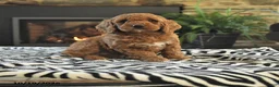 Mini Goldendoodle dogs for sale: Leona - Ad 1