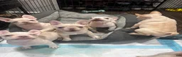 French Bulldog dogs for sale: French Bulldog Puppy 3 - Ad 6