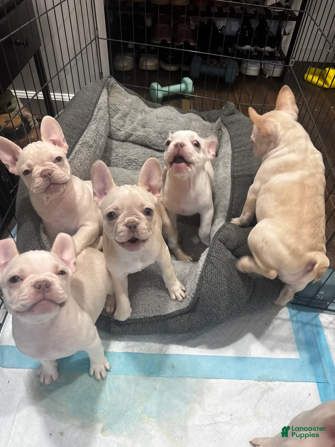 French Bulldog dogs for sale: French Bulldog Puppy 3 - Ad 6
