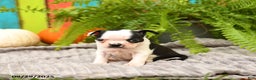 Boston Terrier dogs for sale: King - Ad 14