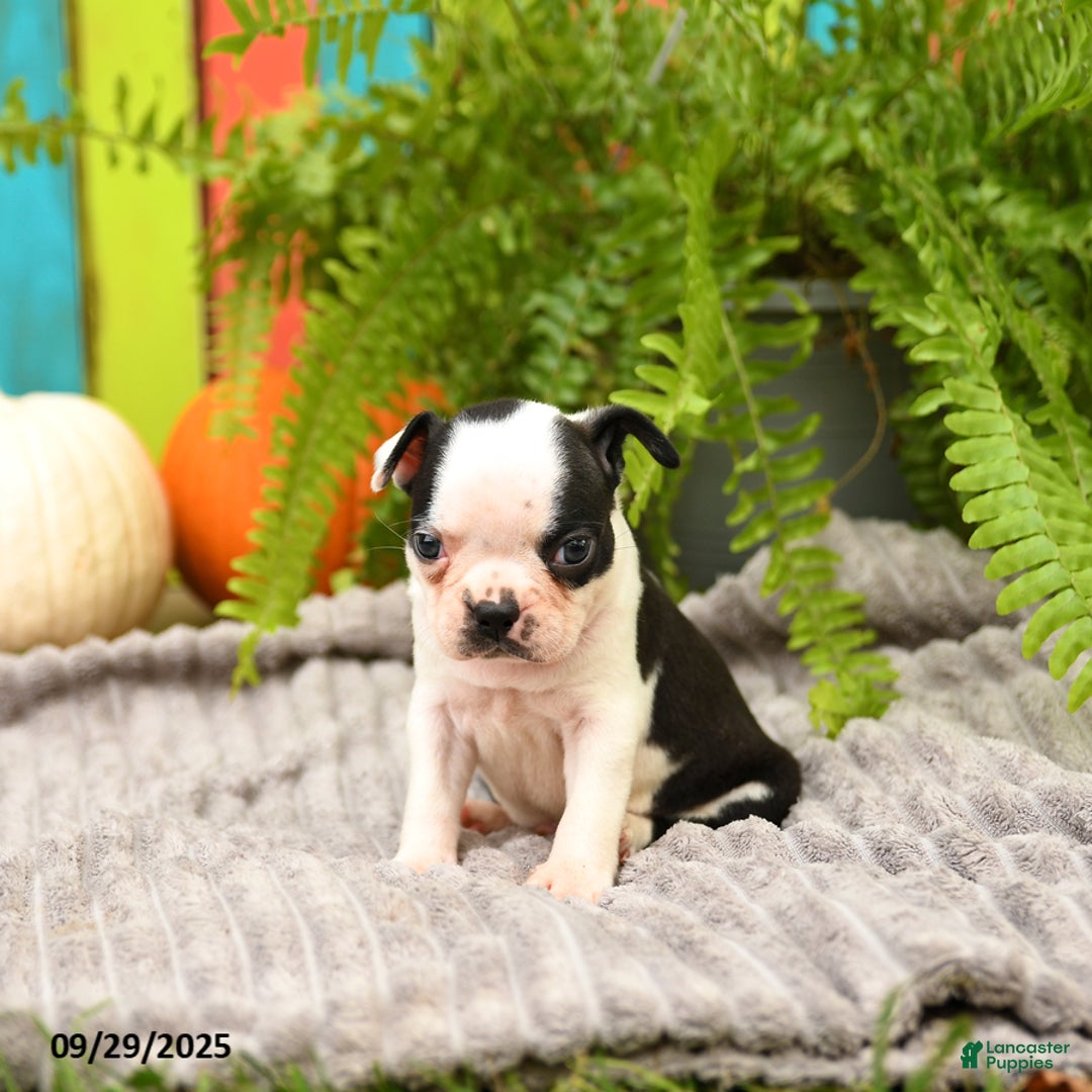 Boston Terrier dogs for sale: King - Ad 14