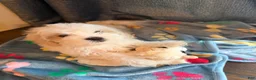 Shih Tzu dogs for sale: Shih Tzu 1 - Ad 5