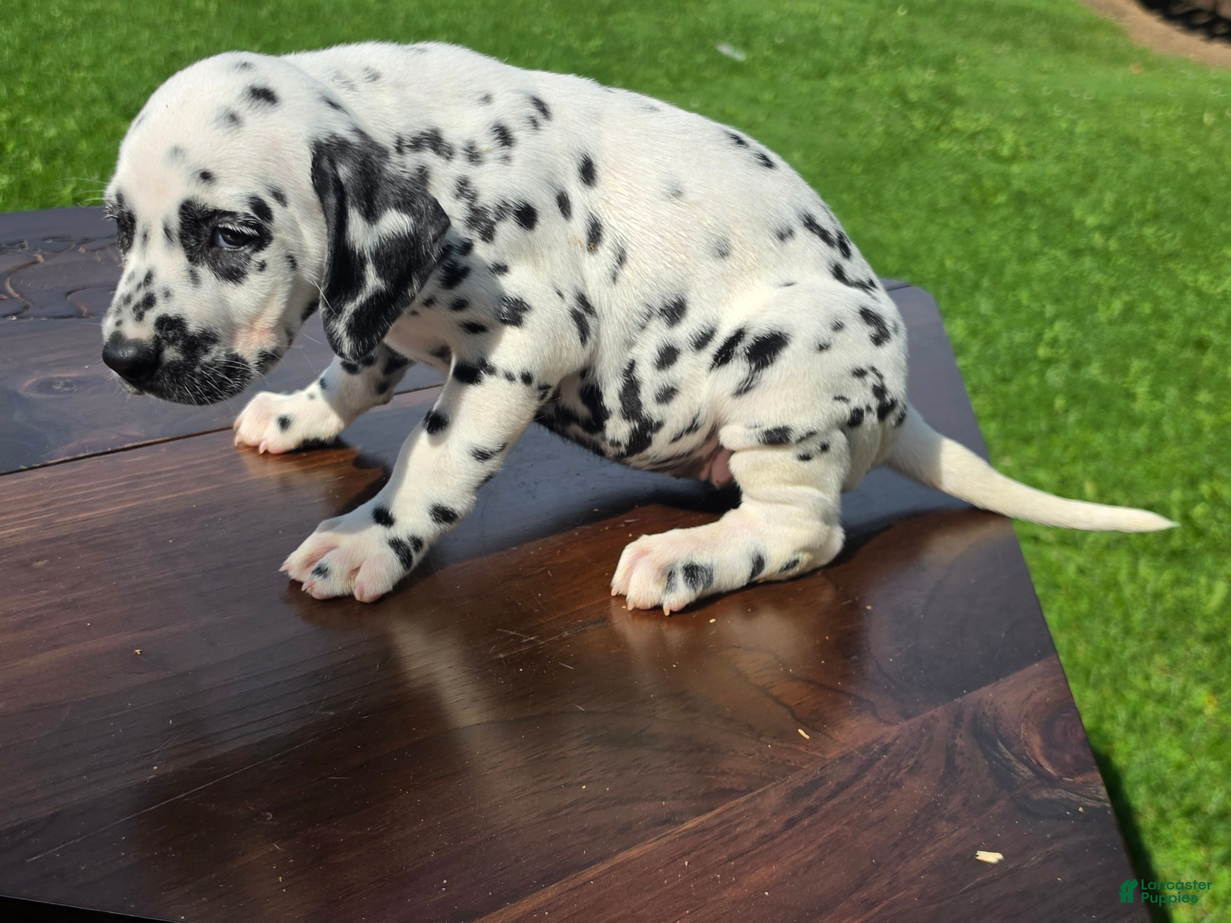Dalmatian