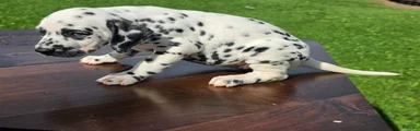 Dalmatian Female 1