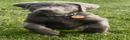 Labrador Retriever dogs for sale: Labrador Retriever 1 - Ad 29
