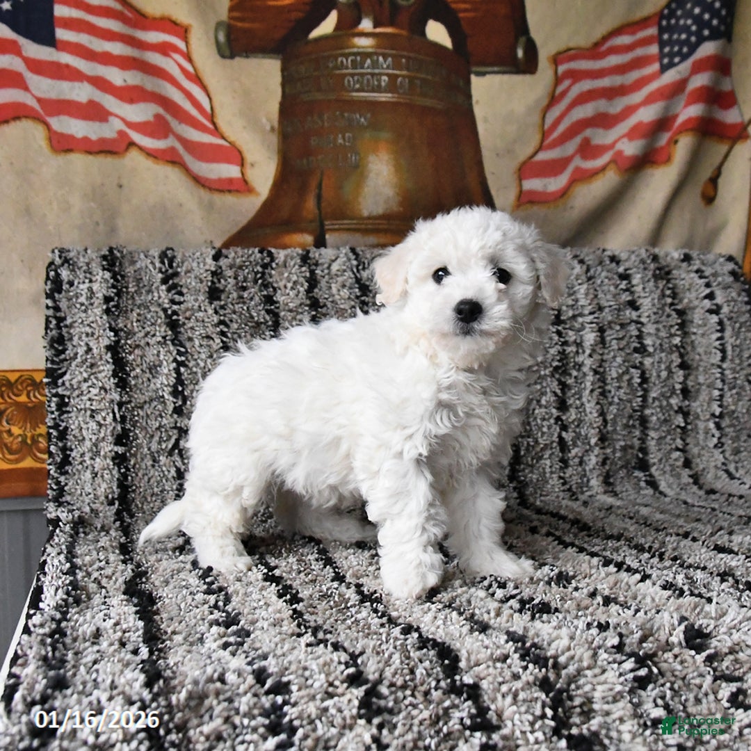 Bichon Frise dogs for sale: Freya - Ad 1