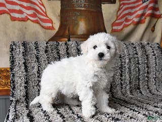 Bichon Frise dogs Freya - Ad 42