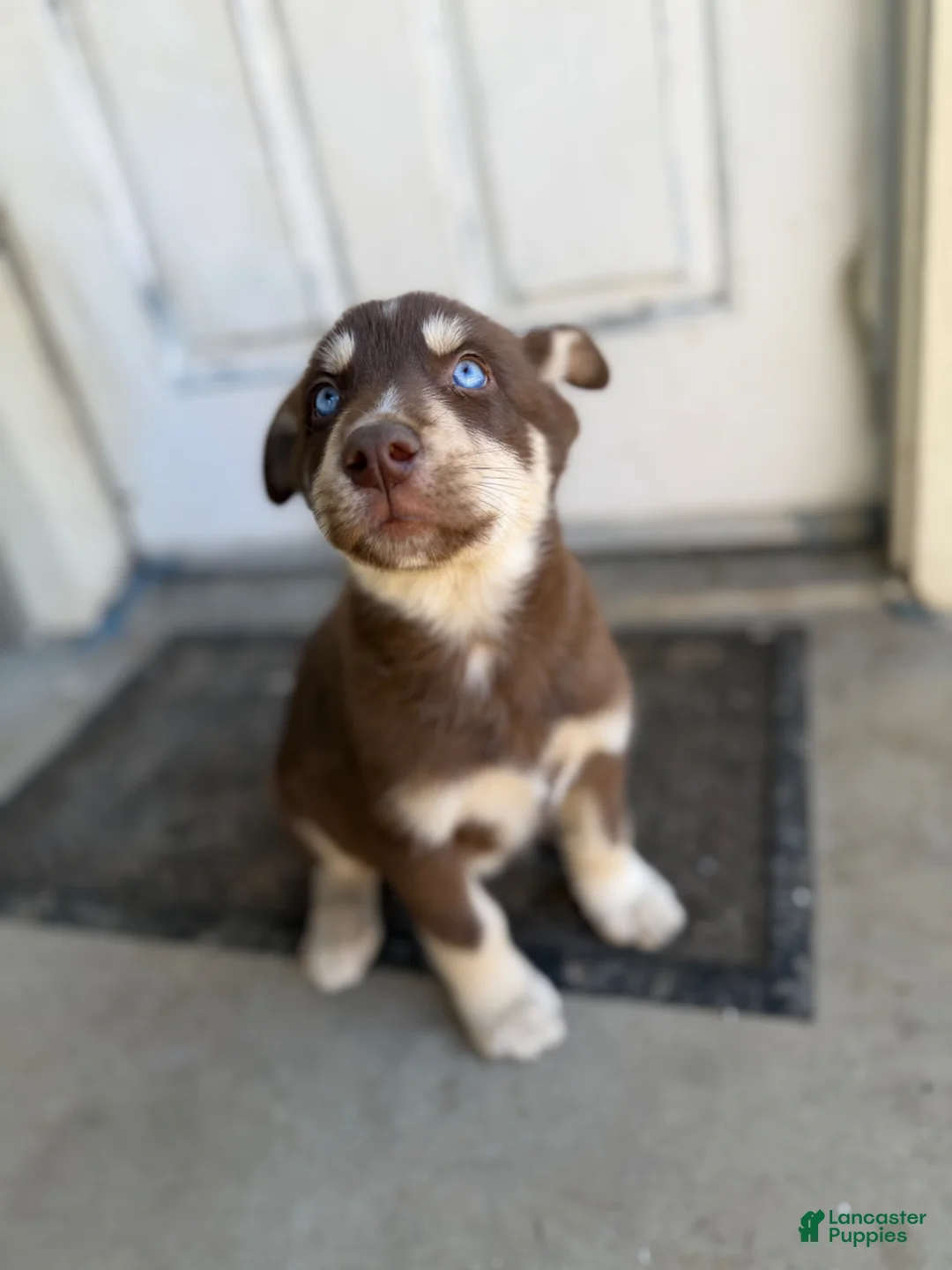 Siberian Husky dogs for sale: Siberian Husky Puppy 2 - Ad 1