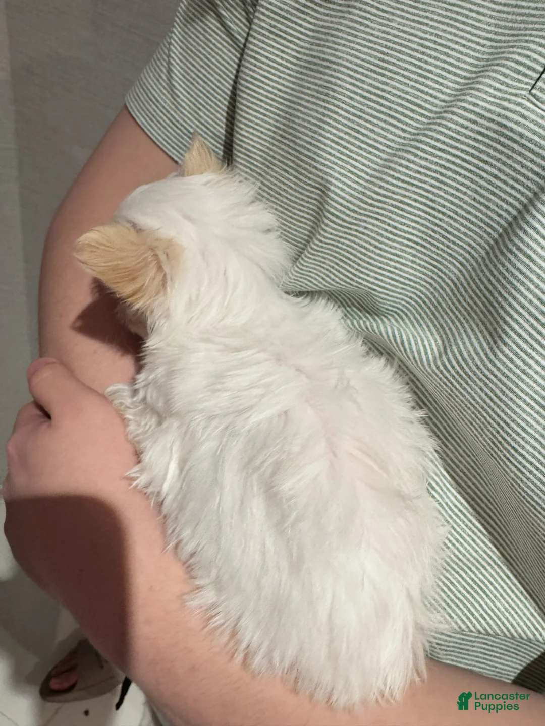 Morkie dogs for sale: Hope - Ad 6