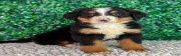 Bernese Mountain Dog dogs for sale: Bella  - Ad 5