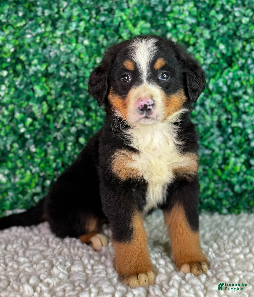 Bernese Mountain Dog dogs for sale: Bella  - Ad 5