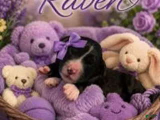 Bernedoodle dogs Raven - Ad 19