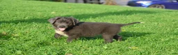 Newfoundland dogs for sale: Tina - Ad 6