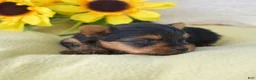 Yorkshire Terrier dogs for sale: Yorkshire Terrier 4 - Ad 6