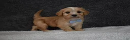 Cavachon dogs for sale: Pirate  - Ad 3