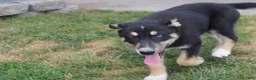 Mixed Breed dogs for sale: Dahlia  - Ad 8