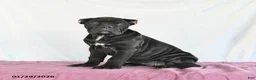 Cane Corso dogs for sale: Marigold - Ad 4