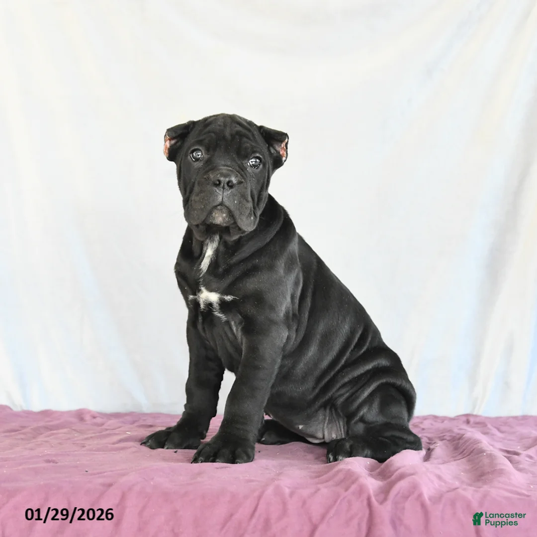 Cane Corso dogs for sale: Marigold - Ad 4
