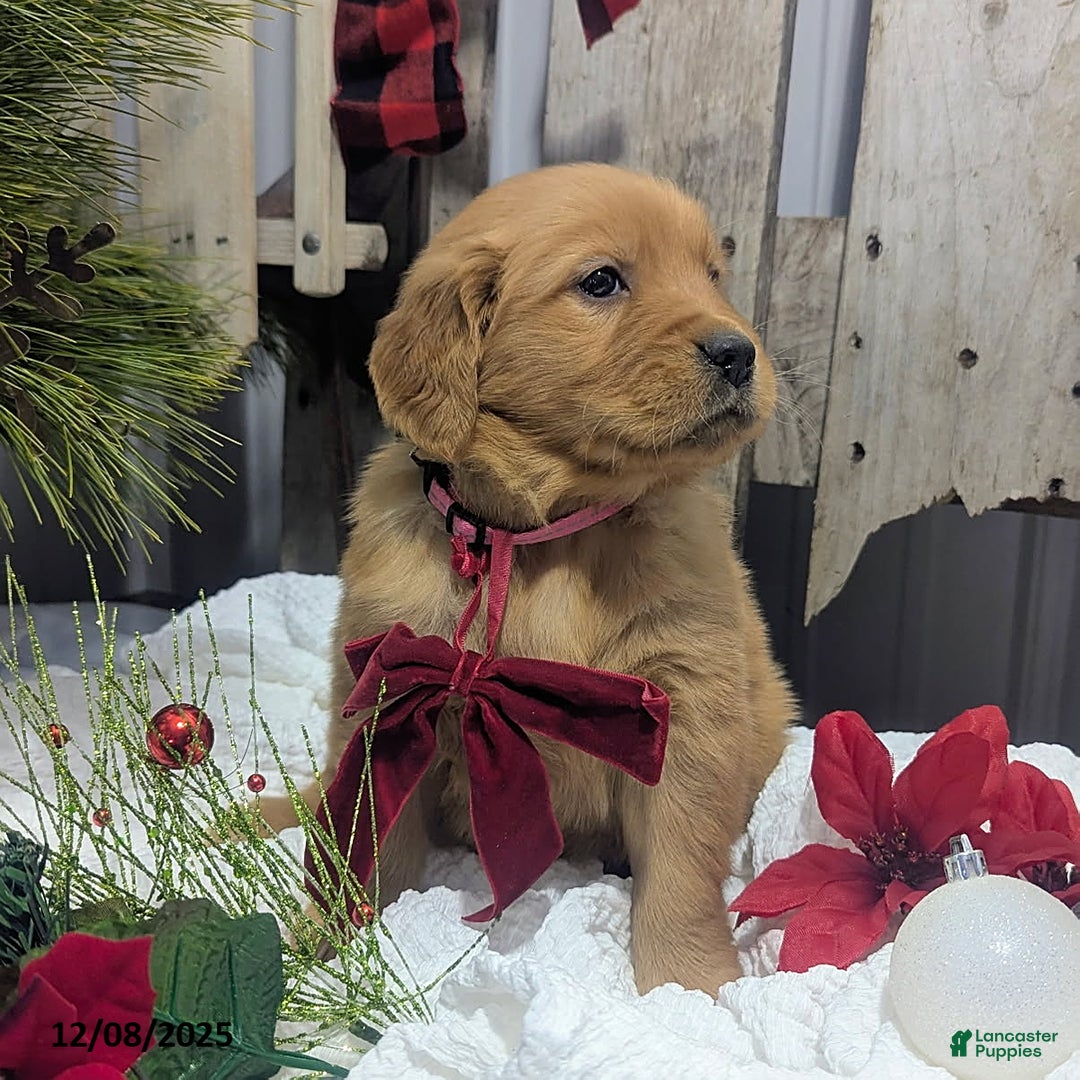 Golden Retriever dogs for sale: Present - Ad 4