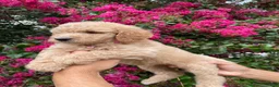 Goldendoodle dogs for sale: Sofie - Ad 8