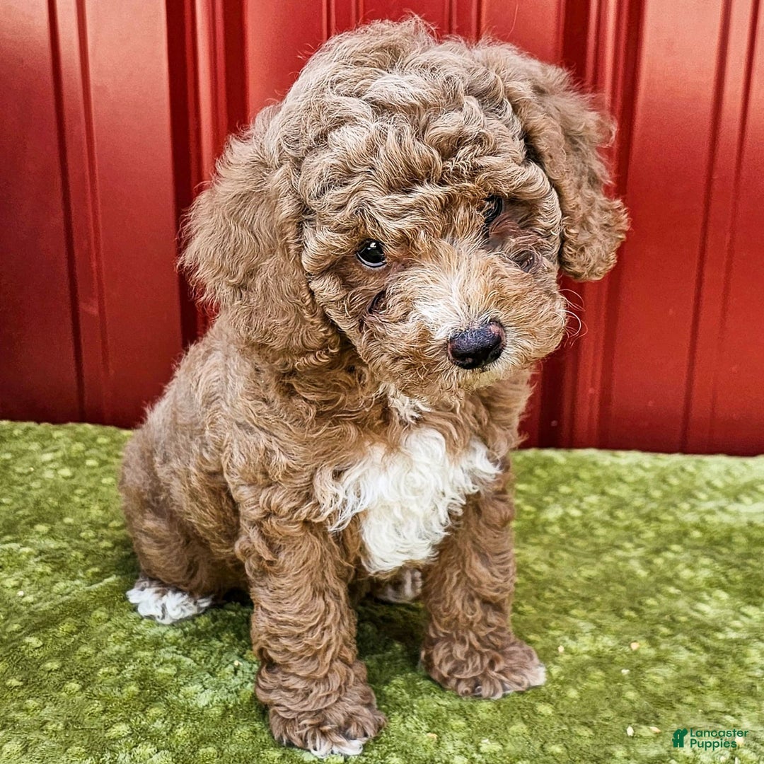 Miniature Poodle dogs for sale: Bobby - Ad 1