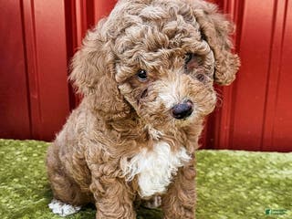Miniature Poodle dogs Bobby - Ad 5