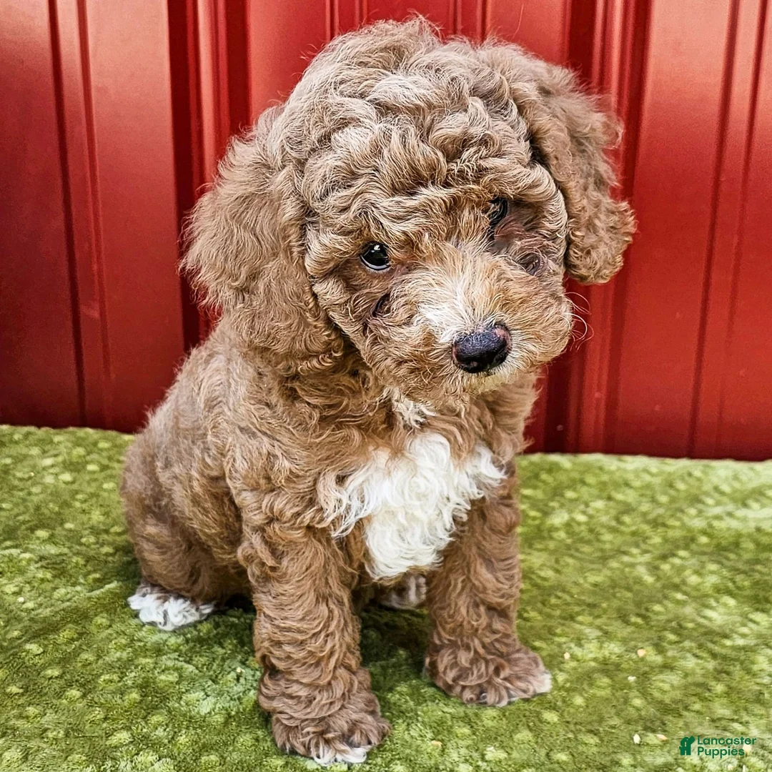 Miniature Poodle dogs for sale: Bobby - Ad 4