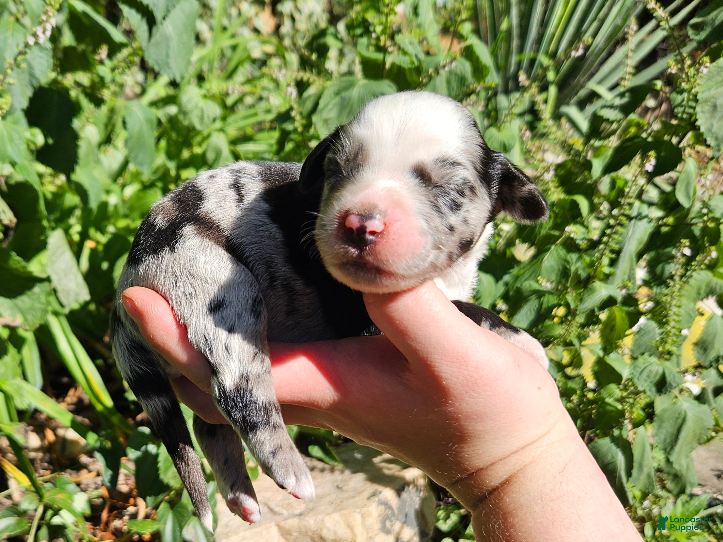 Australian Shepherd dogs Australian Shepherd 4 - Ad 14