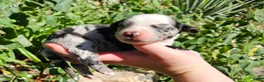 Australian Shepherd 4