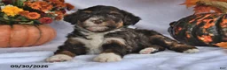 Bernedoodle dogs for sale: Jenny - Ad 1