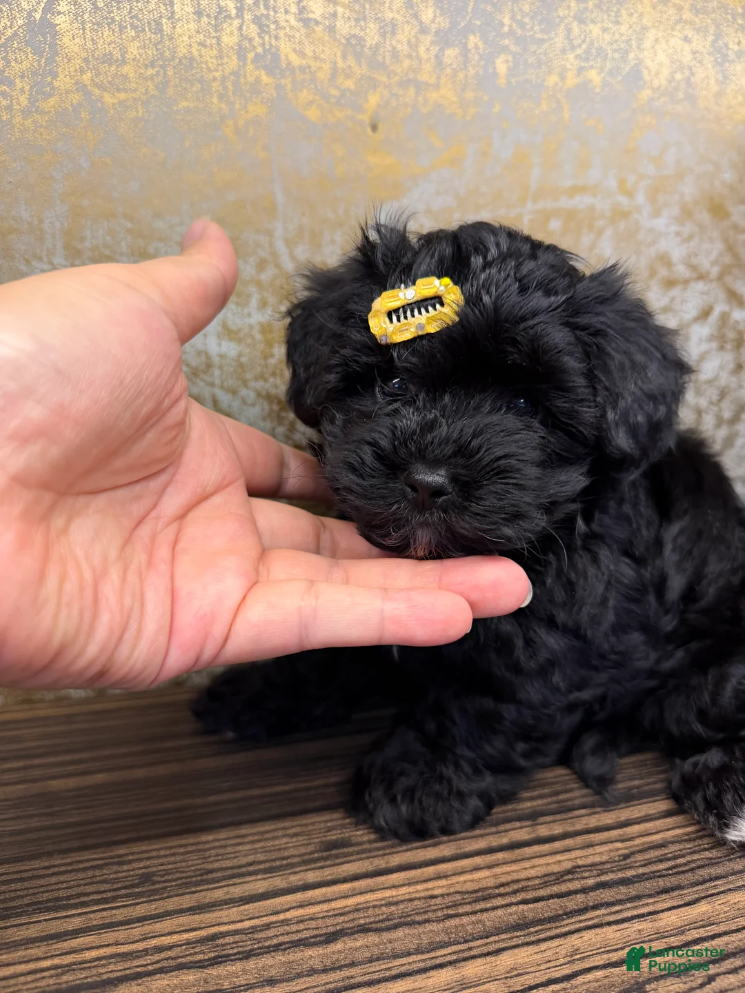 Yorkiepoo dogs for sale: Yorkiepoo 2 - Ad 2