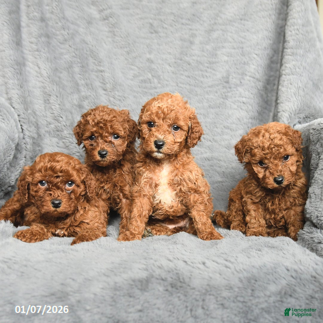 Mini Goldendoodle dogs for sale: Princess - Ad 5
